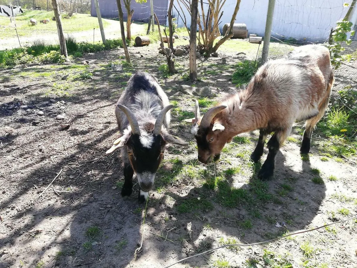 Bauernhof Bindesbolgard Farm Holiday Give